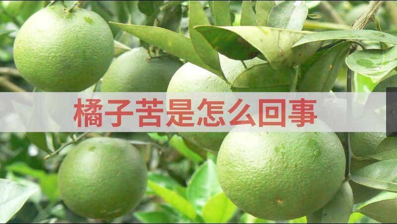 橘子苦是怎么回事 橘子有苦味了還能吃嗎